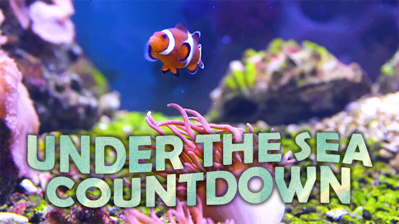 Under the Sea Countdown